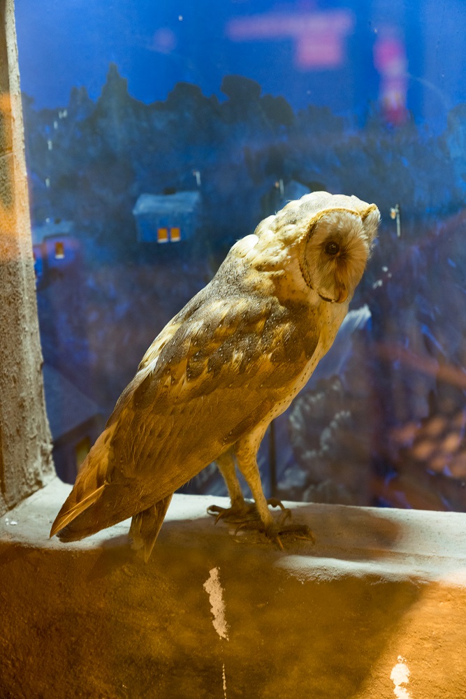 BMOS-owl